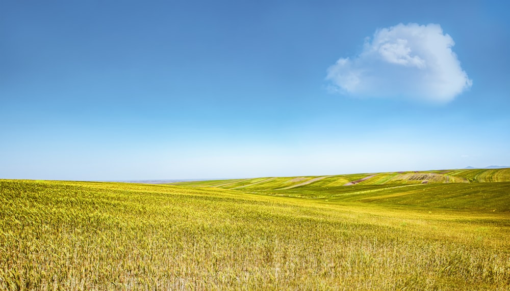 a field of grass with a blue sky in the background