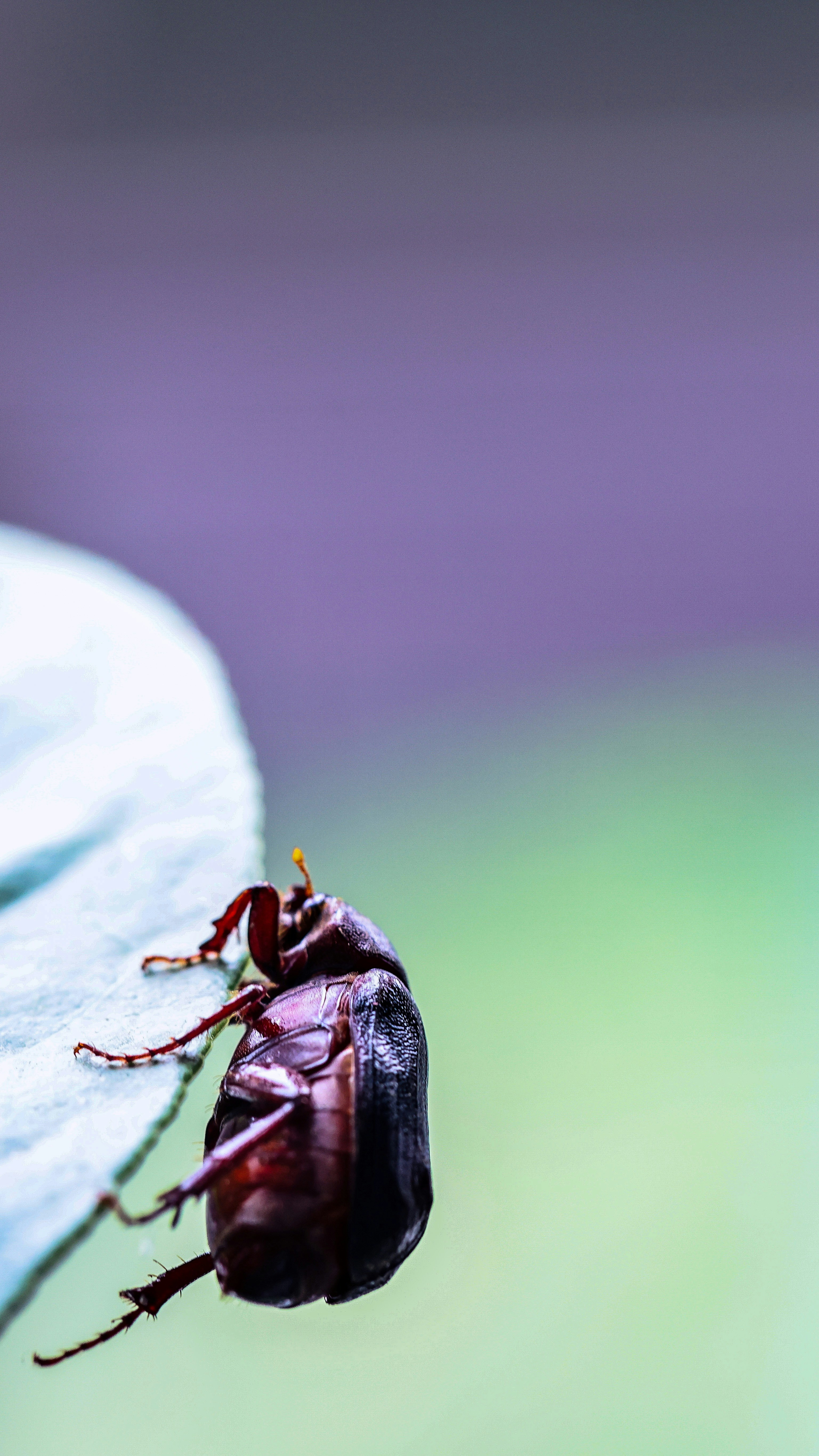 Photo by dickenslin76