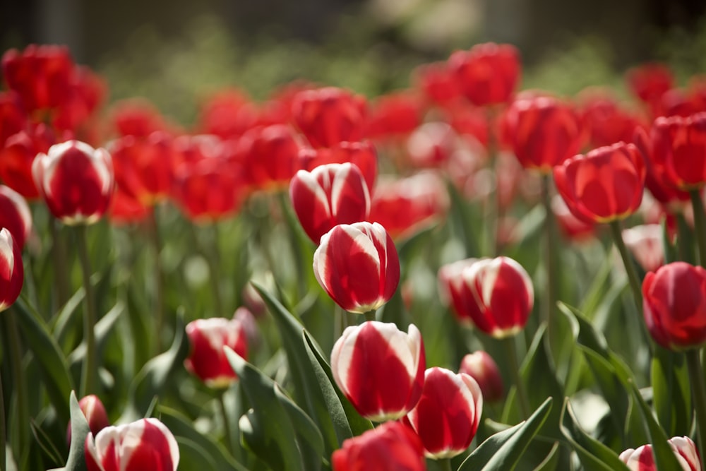 um campo cheio de tulipas vermelhas e brancas