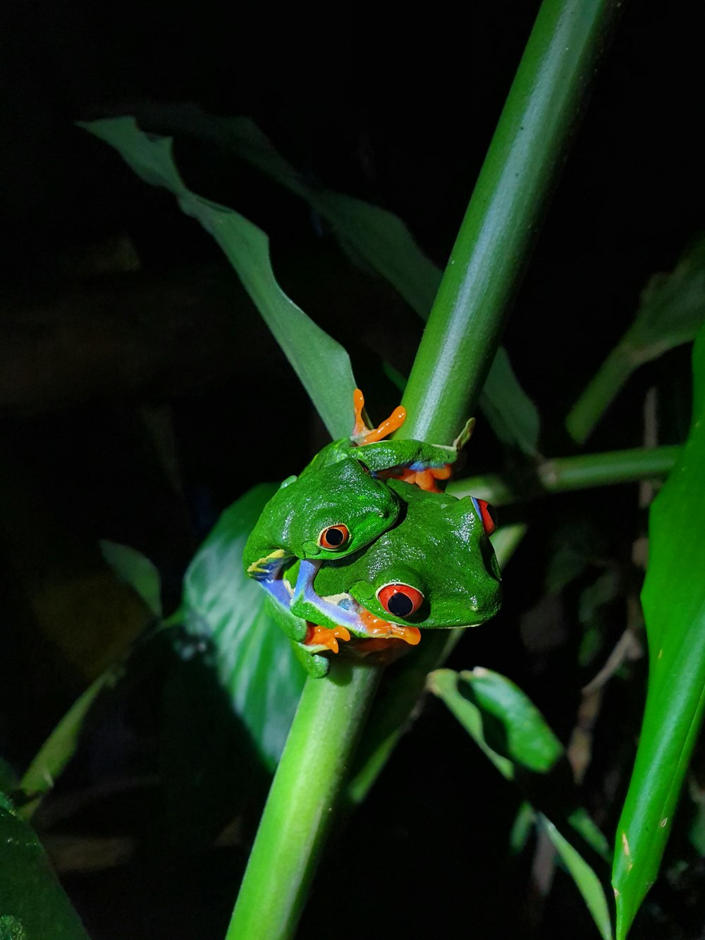 a green frog sitting on top of a green plant