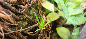 Close-up of roots tangled in rich soil, symbolizing connection and healing.