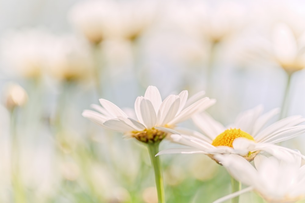a close up of a bunch of daisies in a field