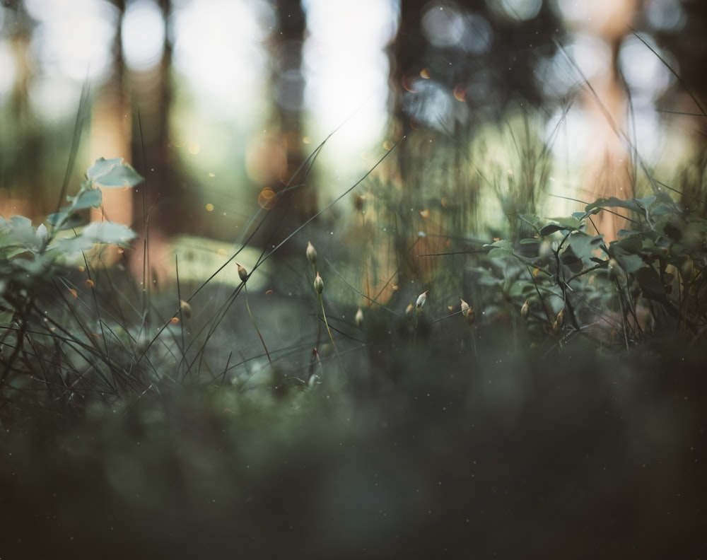 a blurry photo of some plants in the woods