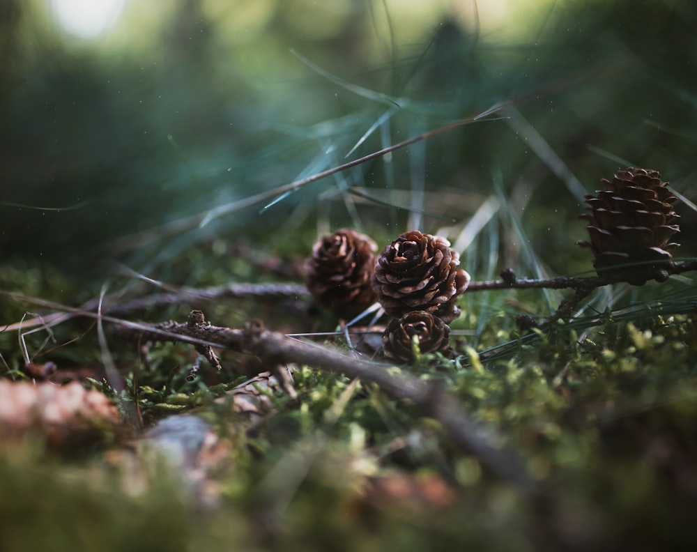 a couple of pine cones sitting on top of a lush green field