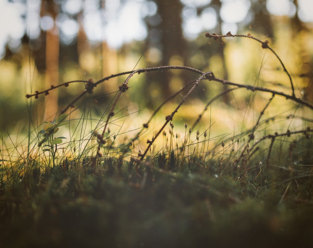 a close up of a plant in the grass