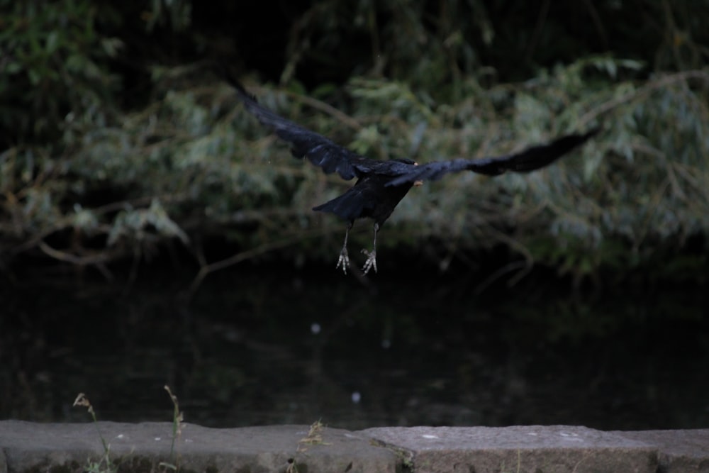 a black bird flying over a body of water