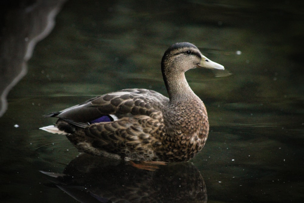 a duck floating on top of a body of water