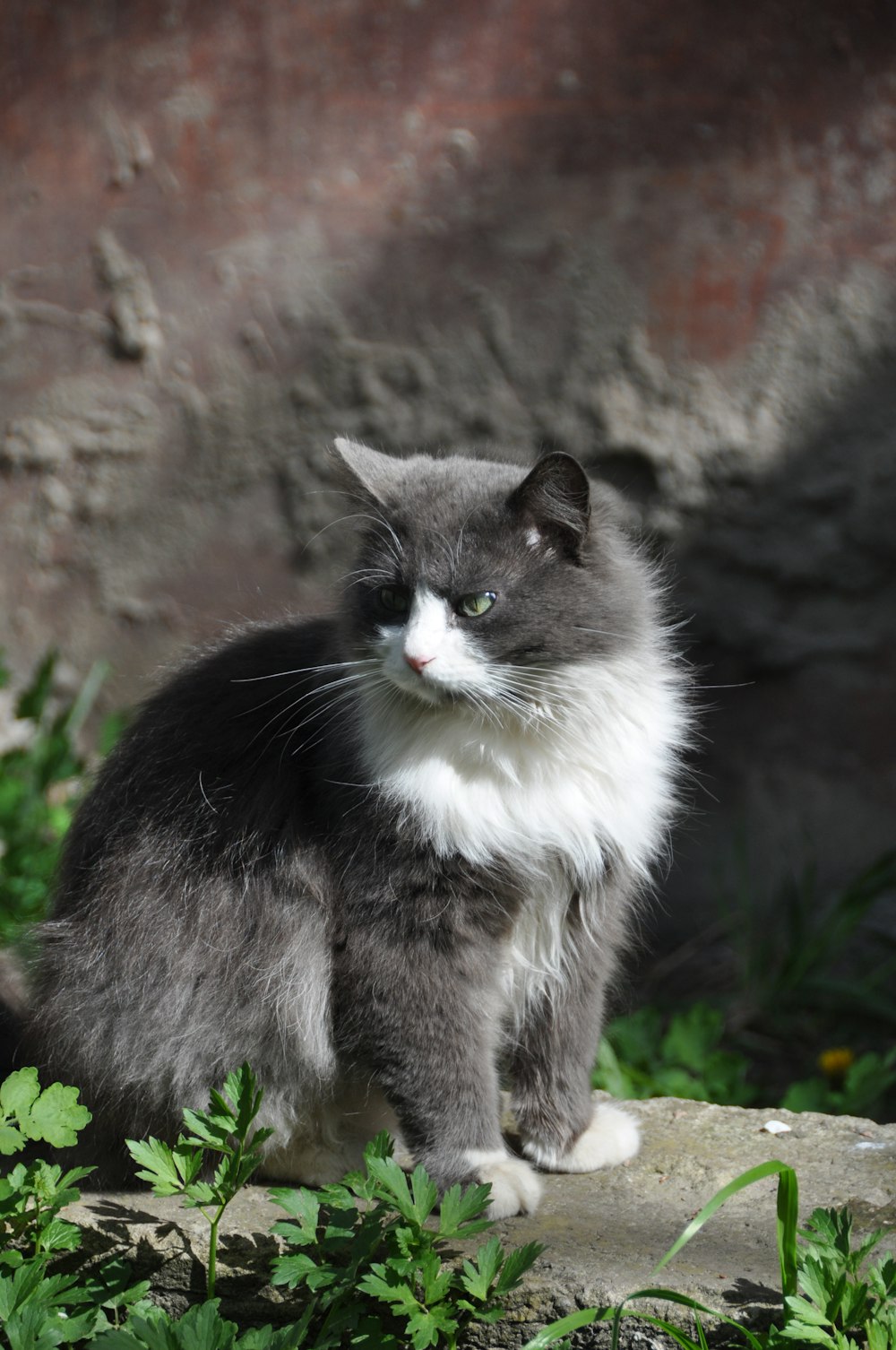 a gray and white cat sitting on top of a rock