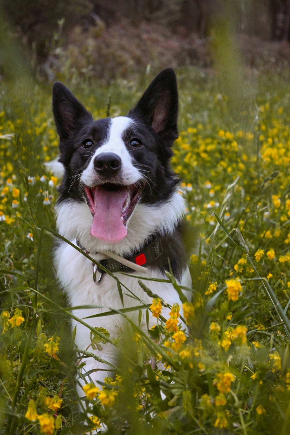 a black and white dog laying in a field of yellow flowers