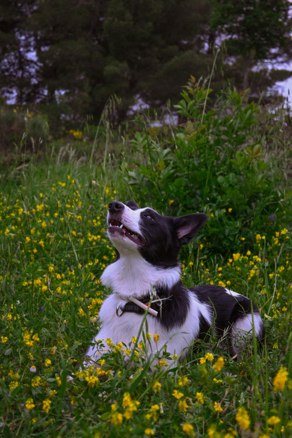 a black and white dog laying in a field of flowers