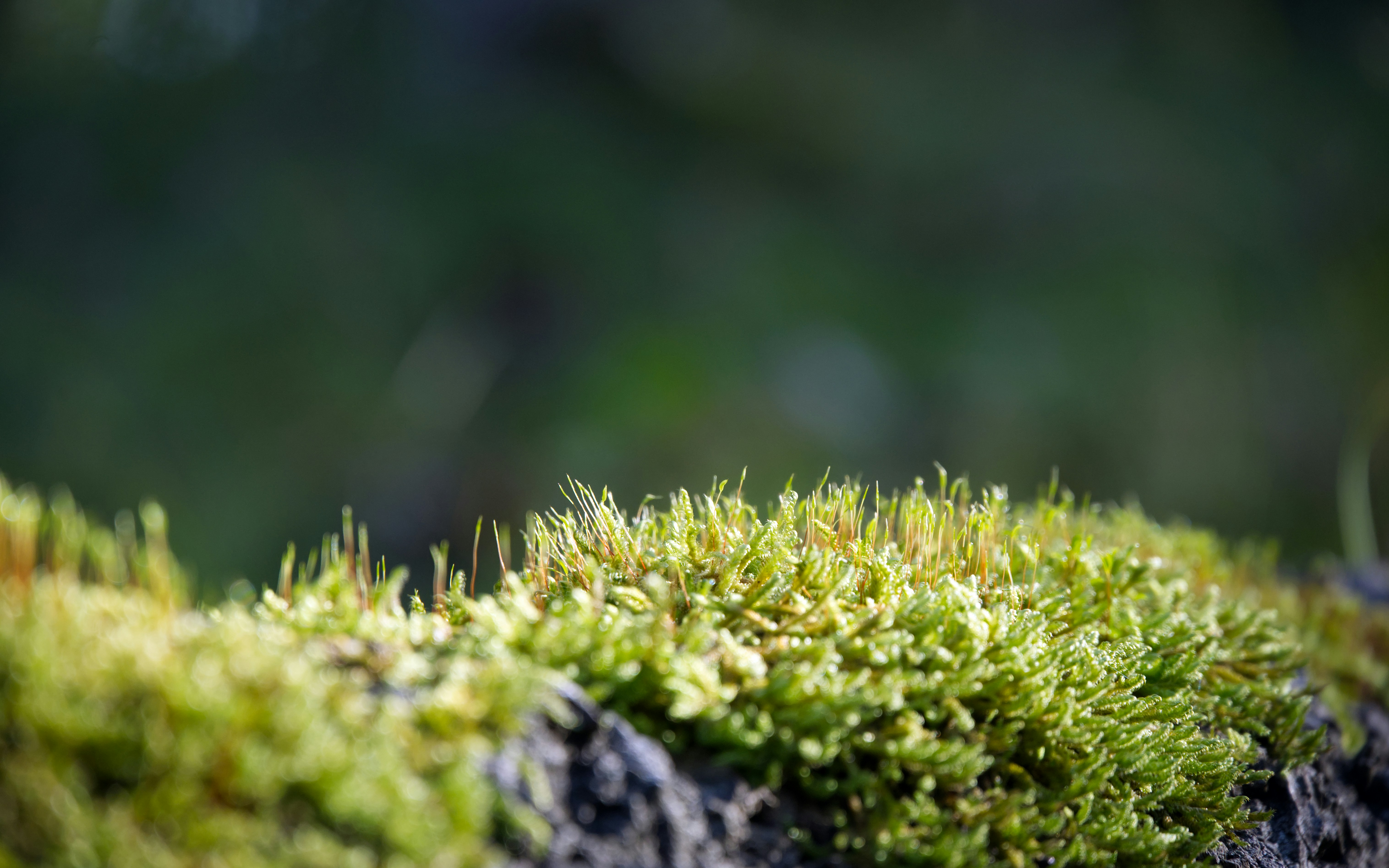 free download moss for plants