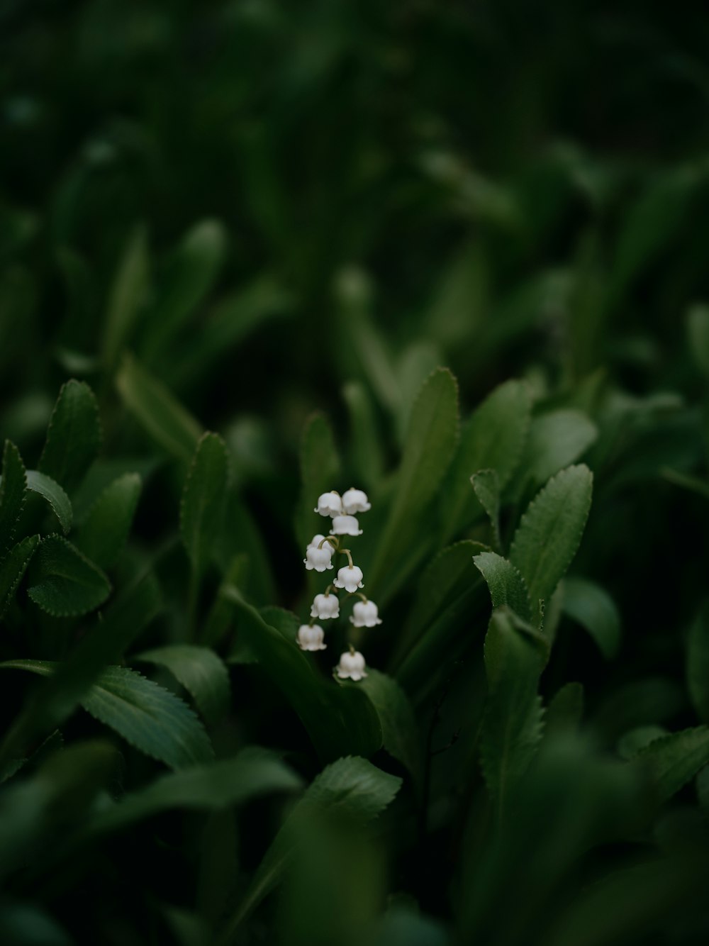 a group of small white flowers sitting on top of a lush green field