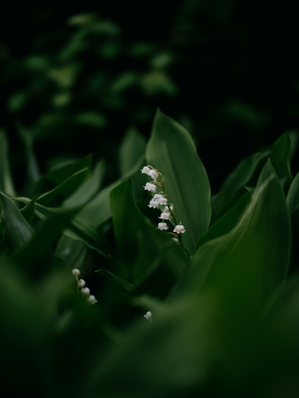 a close up of a bunch of flowers in a field