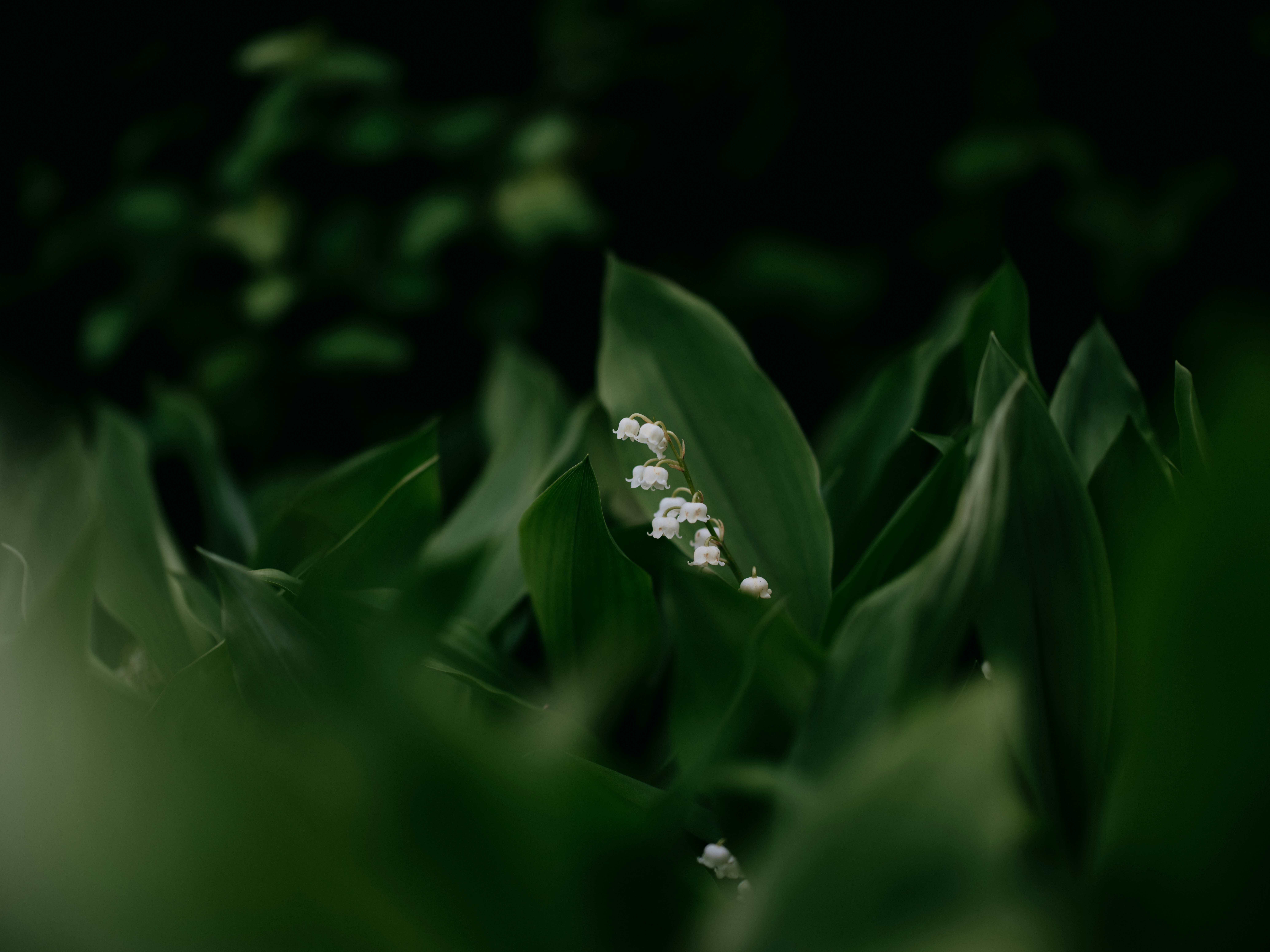 a close up of a plant with white flowers