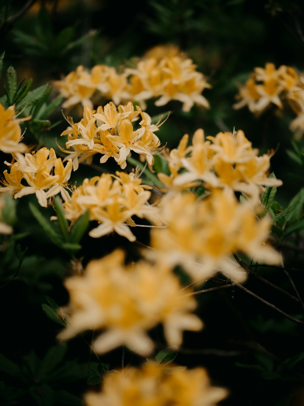 a bunch of yellow flowers that are in the grass