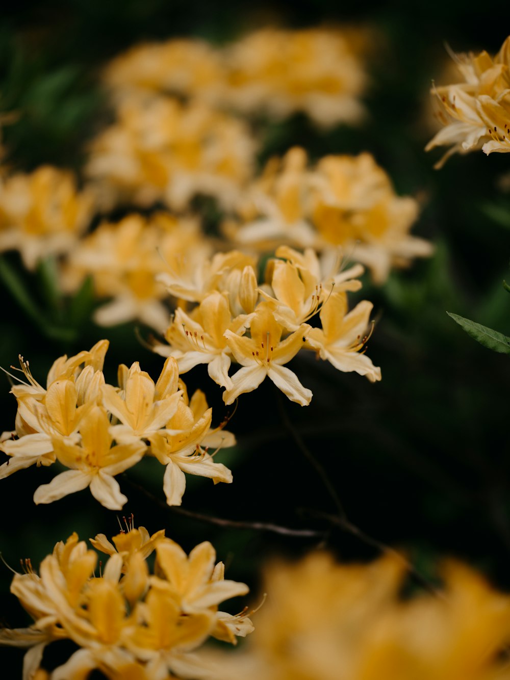 a bunch of yellow flowers with green leaves