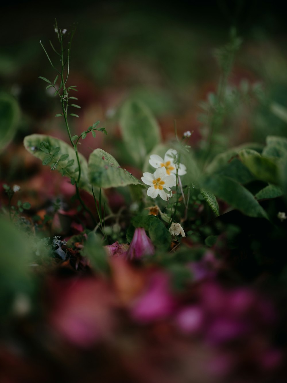 a small white flower surrounded by green leaves