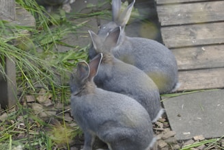 Three gray rabbits sit closely together on a wooden surface surrounded by green grass and foliage. Their ears are pointed upwards, and their fur appears soft and dense. The environment suggests a natural or outdoor setting.