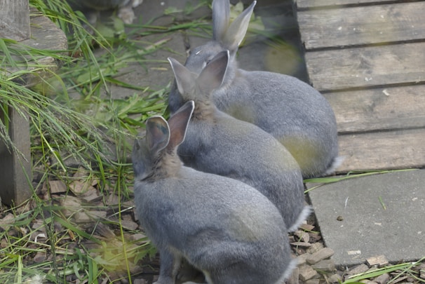 Three gray rabbits sit closely together on a wooden surface surrounded by green grass and foliage. Their ears are pointed upwards, and their fur appears soft and dense. The environment suggests a natural or outdoor setting.