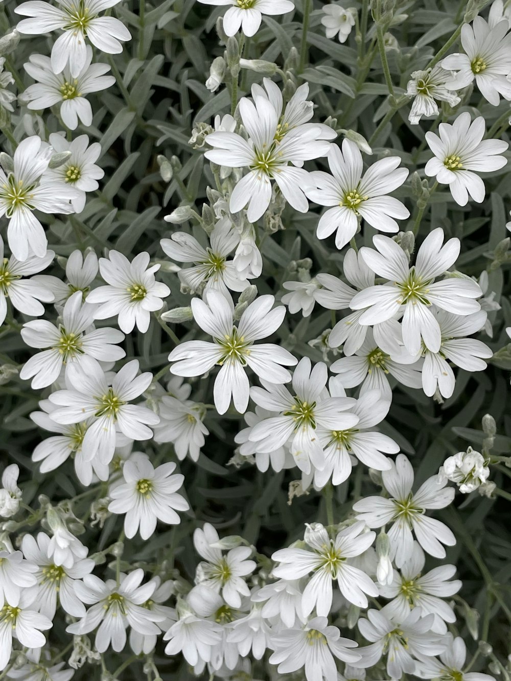 un mazzo di fiori bianchi con centri verdi