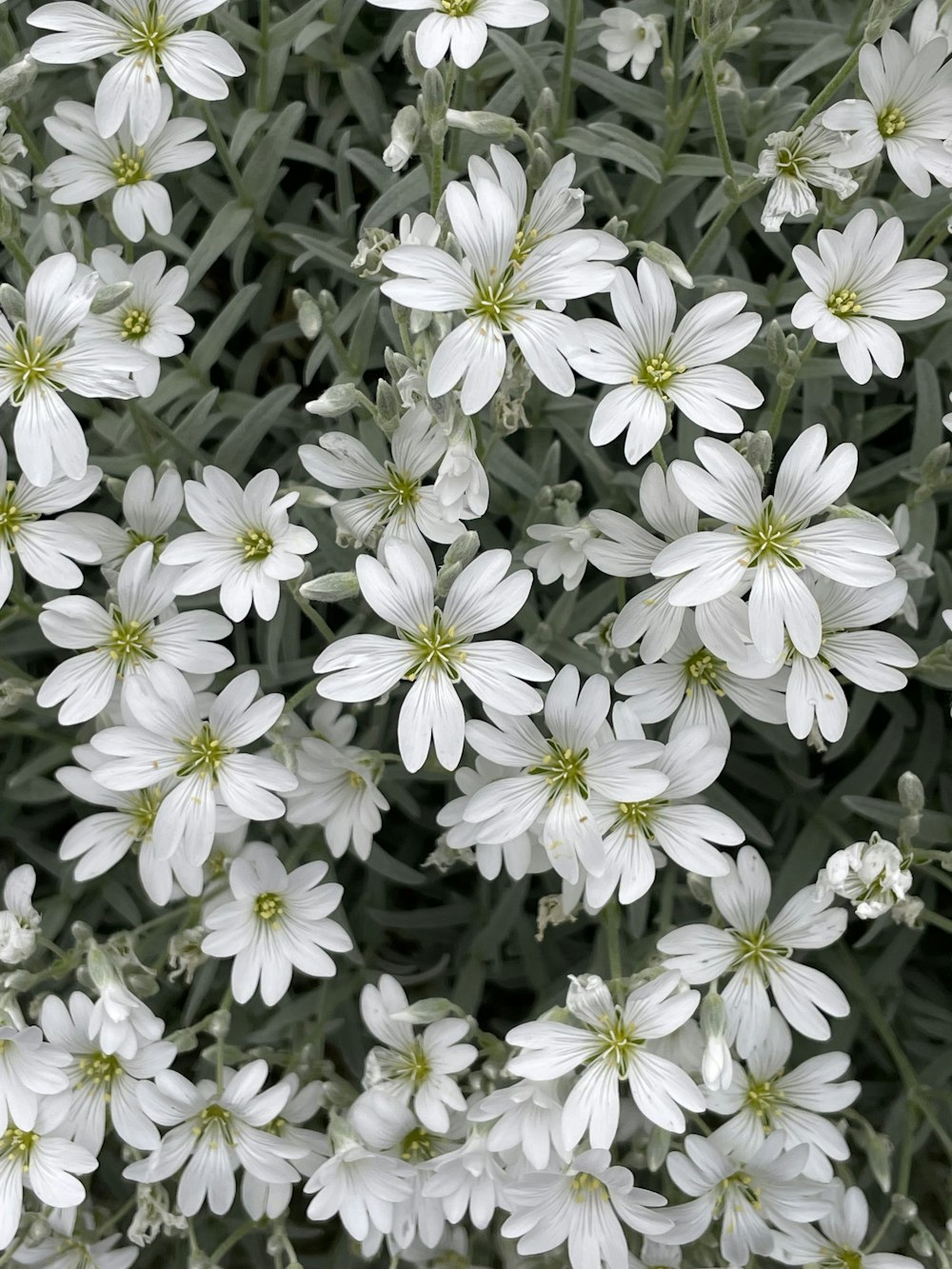 un bouquet de fleurs blanches avec des centres verts