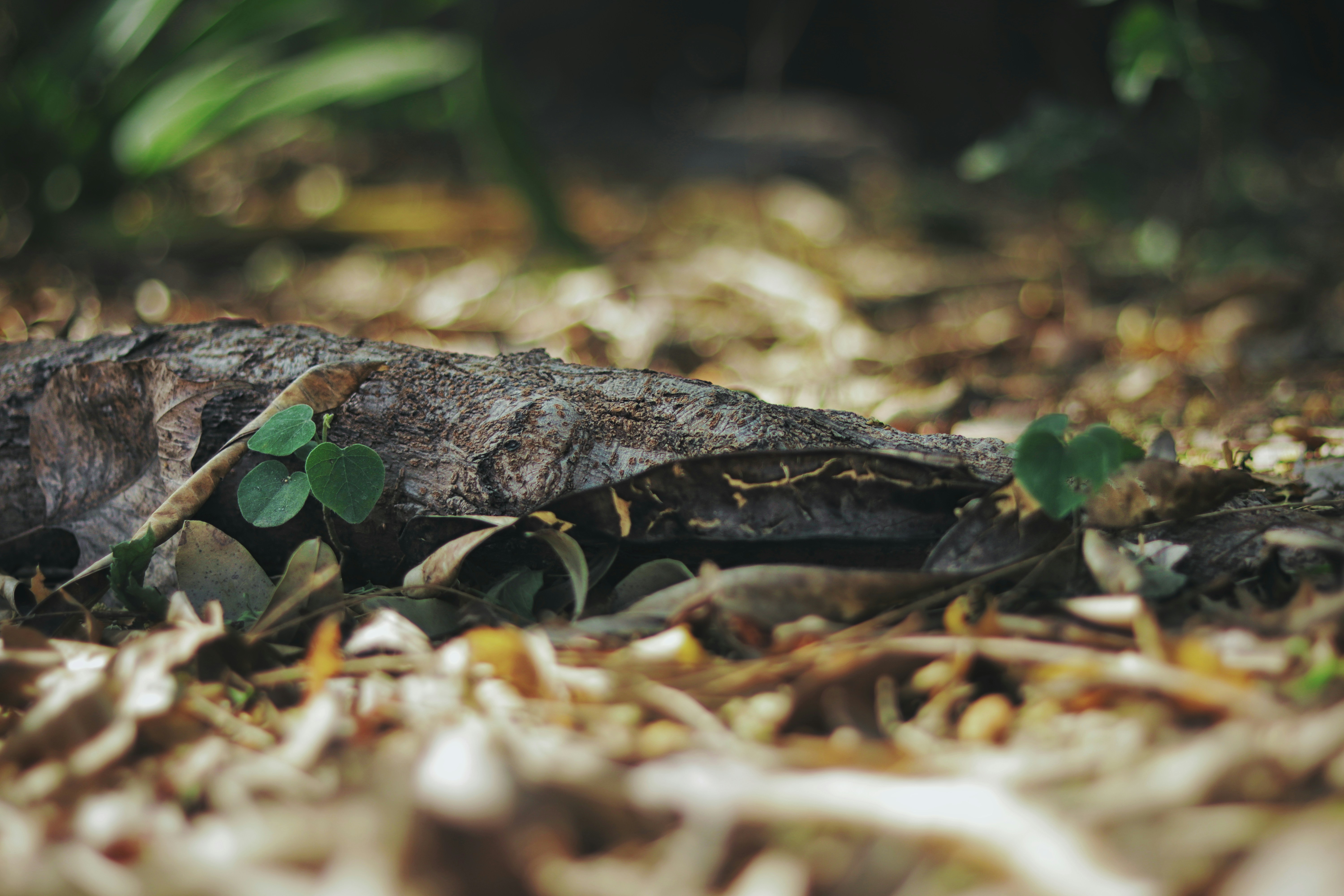 Photo by deeplabmusic