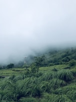 Close-up of a gently sloping terrain with natural vegetation and visible street lighting.