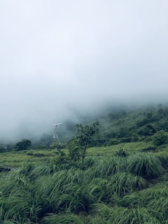 Close-up of a gently sloping terrain with natural vegetation and visible street lighting.