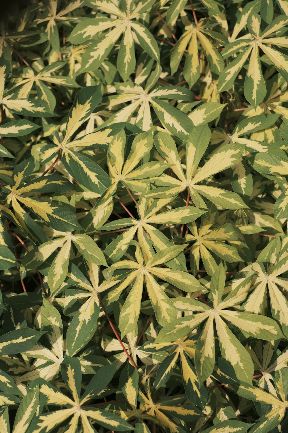 a close up of a plant with green leaves