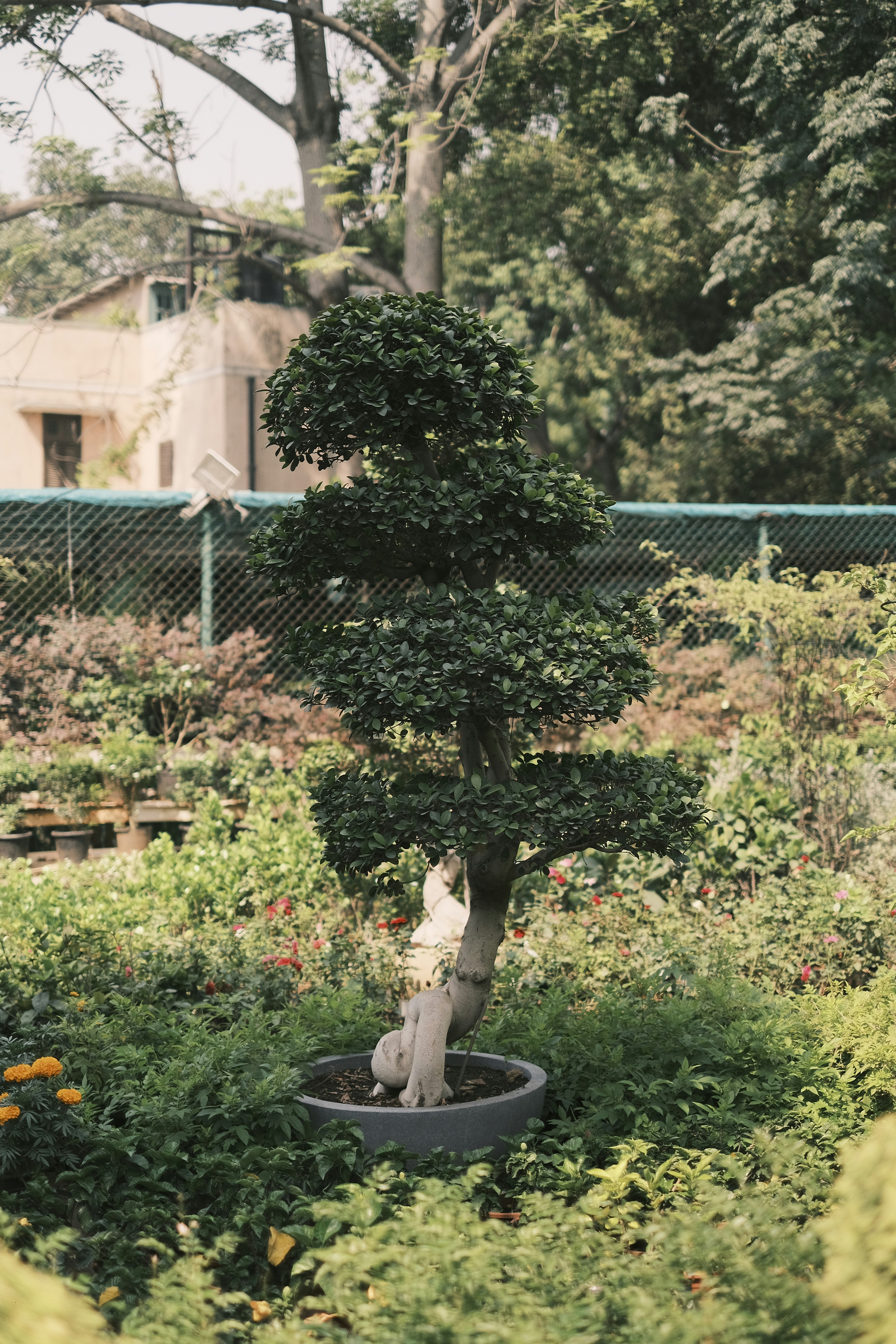 a cat sitting in a potted plant in a garden