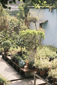 a group of potted plants sitting on top of a wooden table