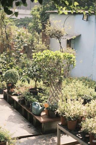 a group of potted plants sitting on top of a wooden table