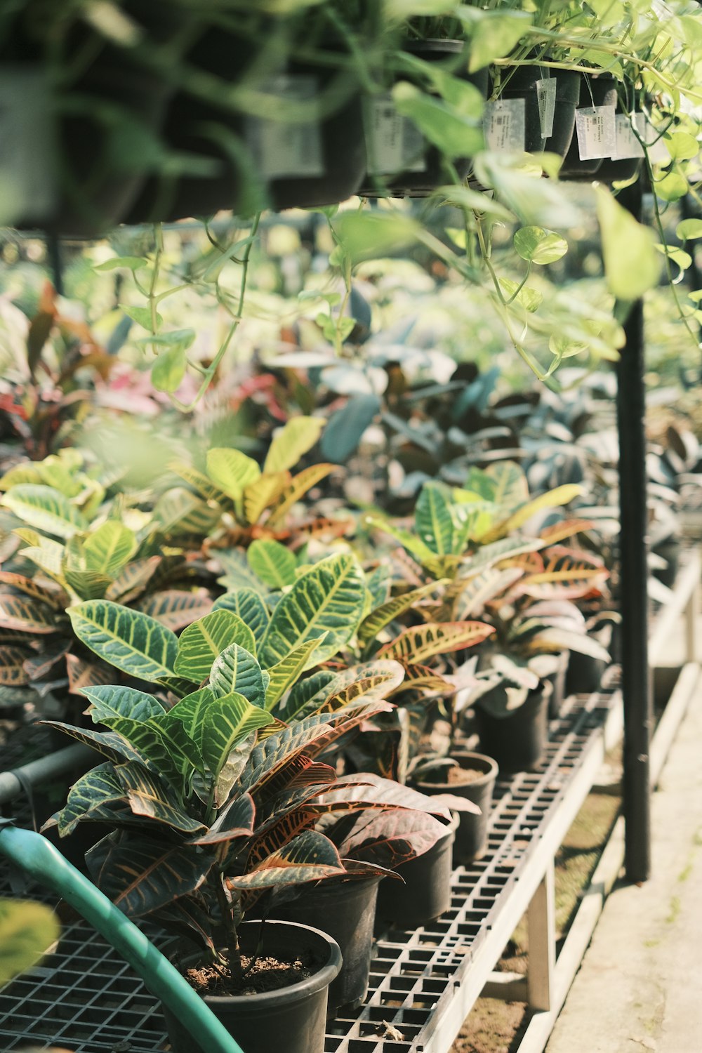 um monte de plantas que estão em uma prateleira