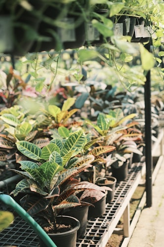 Houseplants