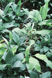 A custom plant installation with varied greenery and decorative containers.