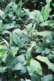 A variety of hand-picked indoor plants arranged neatly in eco-friendly pots, ready for delivery.