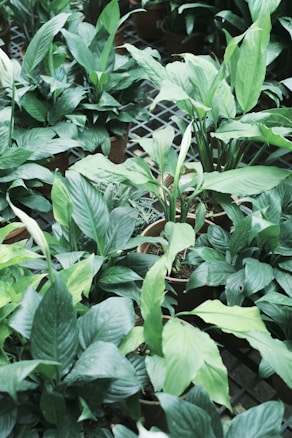 A collection of lush green plants with broad leaves is arranged in individual brown pots. The leaves are dense and exhibit a variety of green shades, with some plants having white blooms emerging. The setup is placed on a grid-patterned floor, providing a fresh and natural atmosphere.