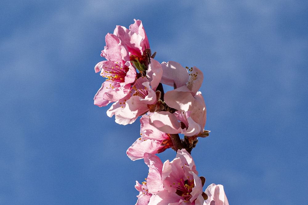 a branch of pink flowers against a blue sky