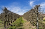 Serene view of a well-maintained farm with rows of pruned trees stretching into the distance.