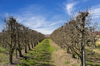 A symmetrical view down a row of pruned, leafless trees or shrubs, possibly in a vineyard or orchard, under a vibrant blue sky with scattered white clouds. The ground is covered with patches of green grass and dirt.