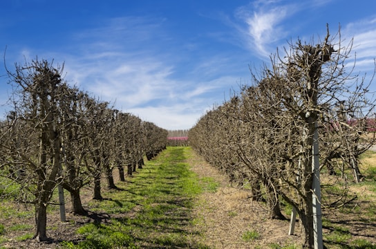 A symmetrical view down a row of pruned, leafless trees or shrubs, possibly in a vineyard or orchard, under a vibrant blue sky with scattered white clouds. The ground is covered with patches of green grass and dirt.