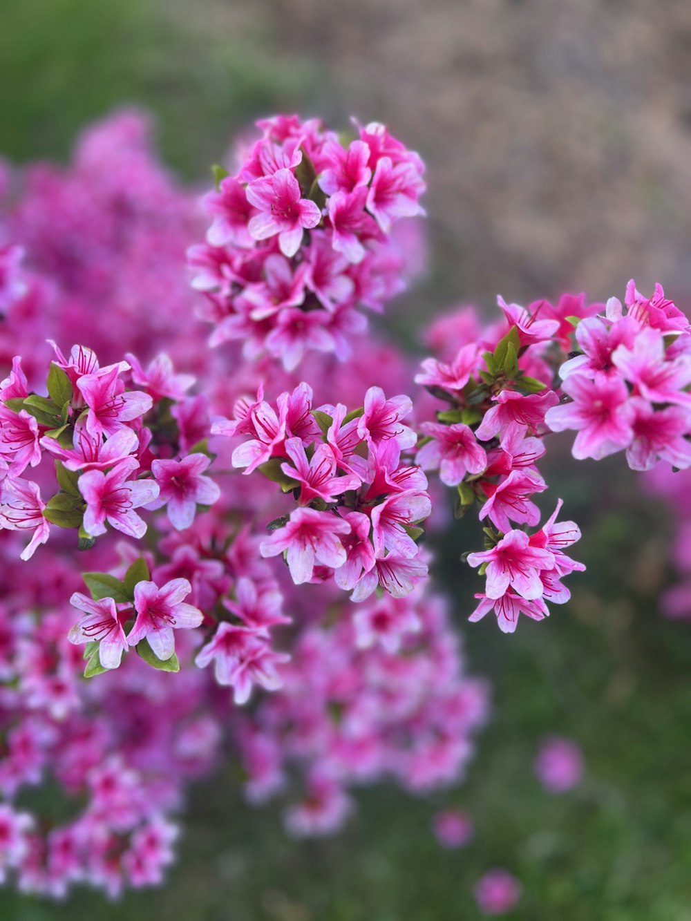 野原のピンクの花の束