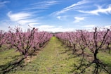 A vibrant orchard of fruit trees blossoming under a clear blue sky.