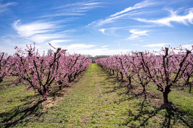 A vibrant orchard with blossoming fruit trees and colorful wildflowers under a clear blue sky.