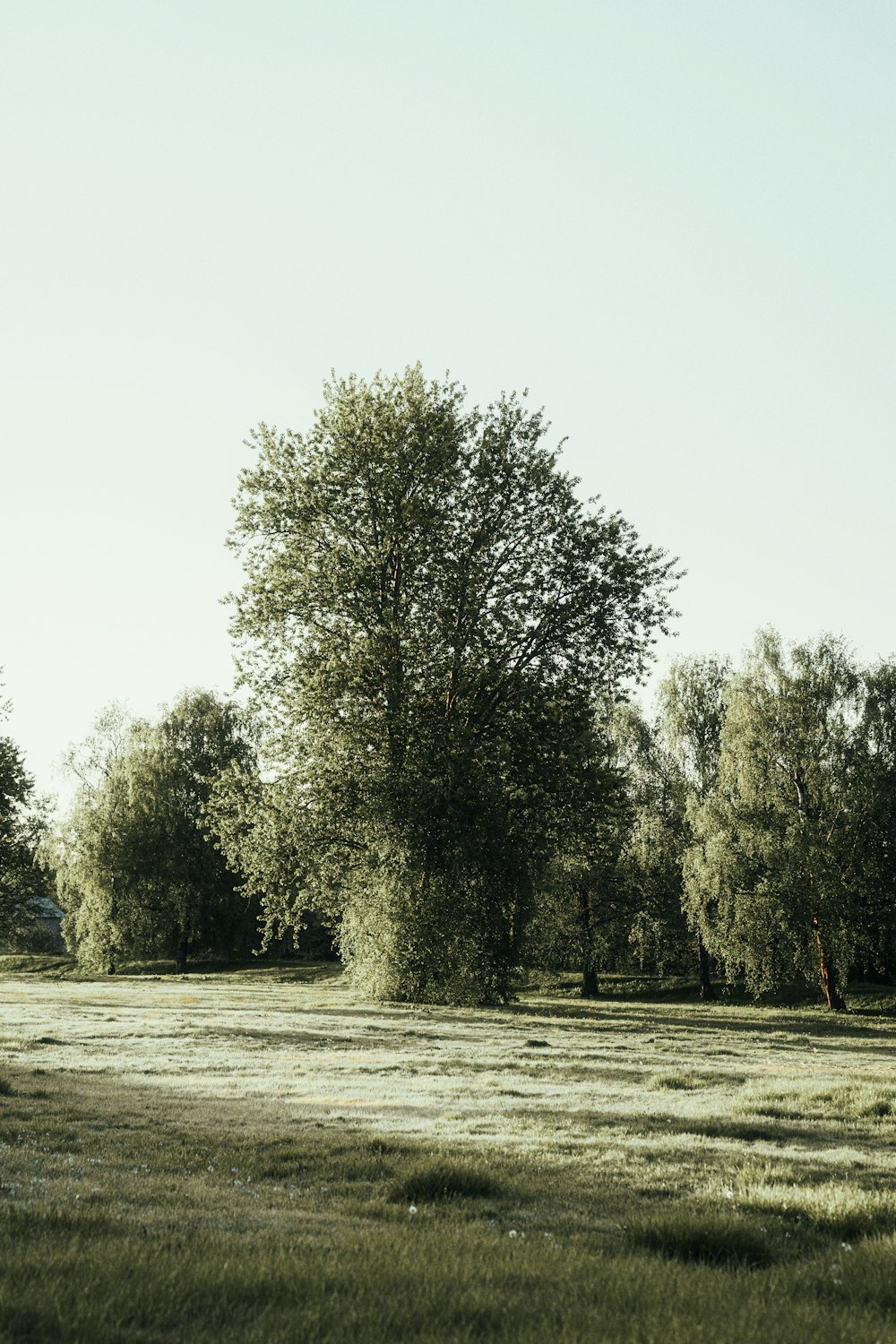 a grassy field with trees in the background