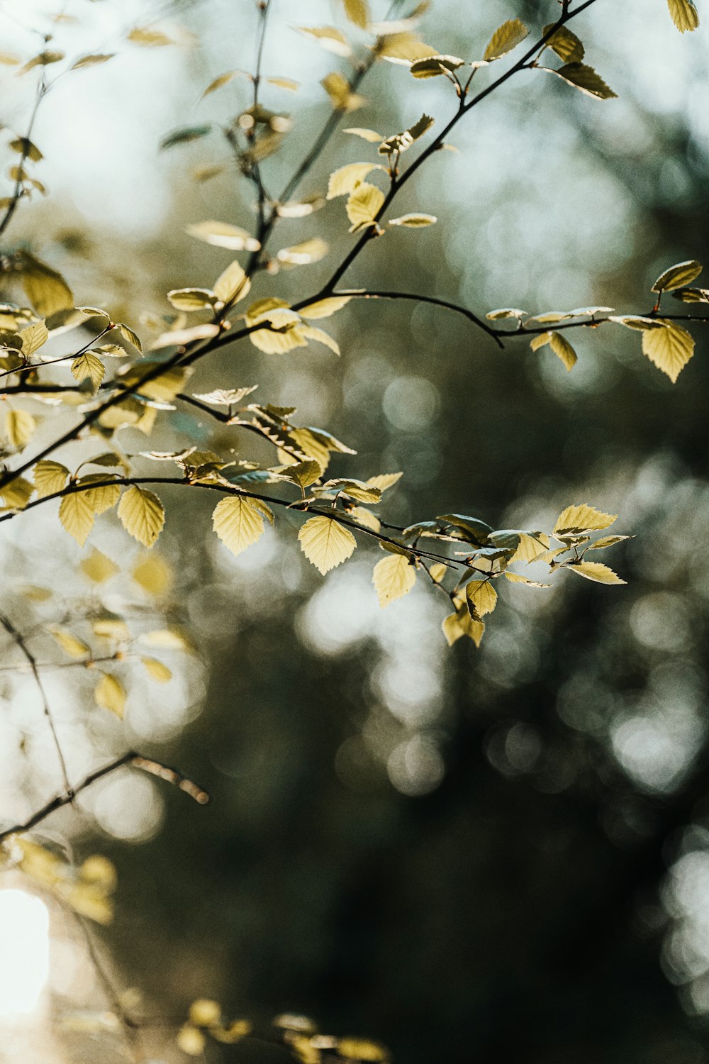 a tree branch with yellow leaves in the sunlight