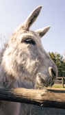 Close-up of a micro mini donkey’s gentle eyes and soft fur.