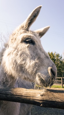 Close-up of a micro mini donkey’s gentle eyes and soft fur.
