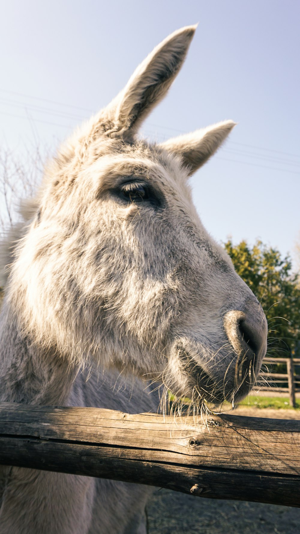 a close up of a donkey looking over a fence