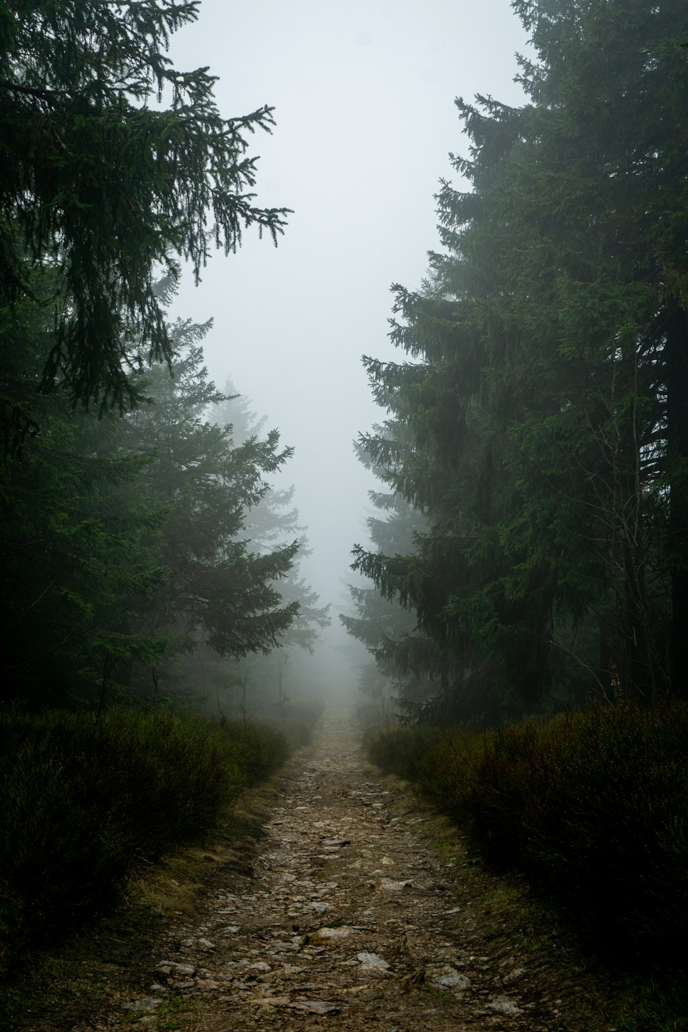 a path in the middle of a foggy forest